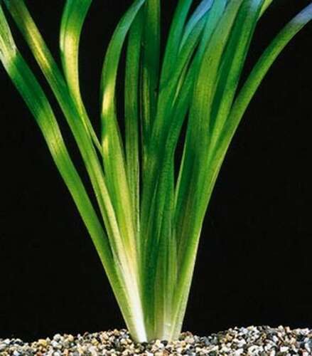 Afbeelding bij Vallisneria - Vallisneria gigantea