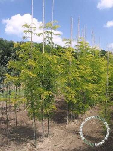 Afbeelding bij Valse christusdoorn - Gleditsia triac. 'Sunburst' 