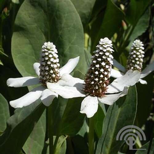 Afbeelding bij Valse moerasanemoon - Anemopsis californica