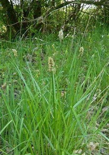 Afbeelding bij Valse voszegge - Carex otrubae 