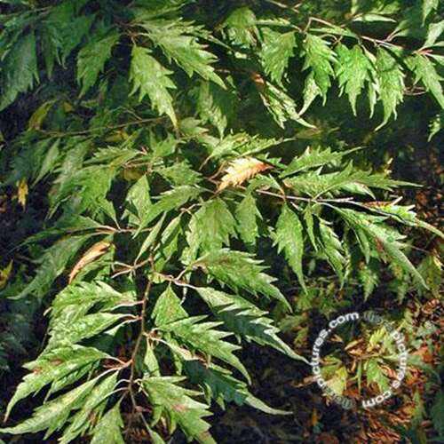 Afbeelding bij Varenbeuk - Fagus syl. &#039;Aspleniifolia&#039; 