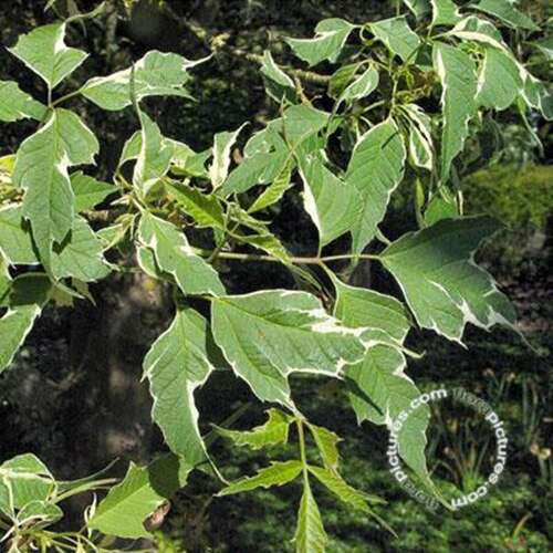 Afbeelding bij Vederesdoorn - Acer negundo &#039;Flamingo&#039; 