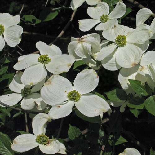 Afbeelding bij Veelbloemige kornoelje - Cornus florida 