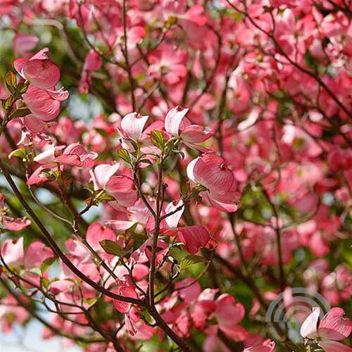 Afbeelding bij Veelbloemige kornoelje -  Cornus florida 'Cherokee Chief'