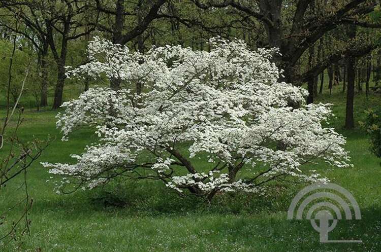 Afbeelding bij Veelbloemige kornoelje -  Cornus florida &#039;Cherokee Princess&#039; 
