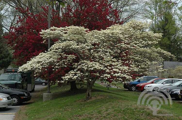 Afbeelding bij Veelbloemige kornoelje -  Cornus florida &#039;Cloud Nine&#039; 