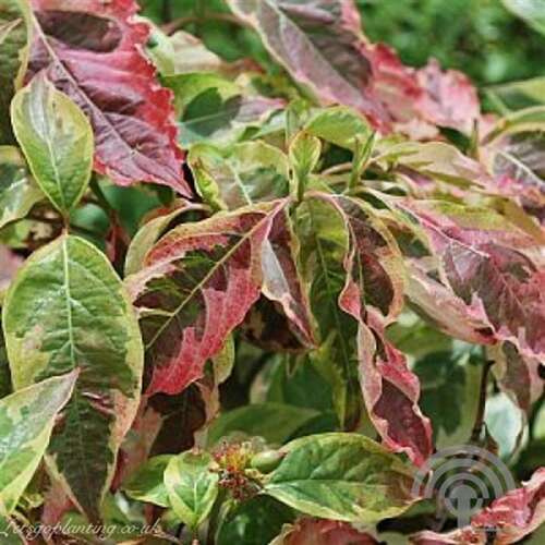 Afbeelding bij Veelbloemige kornoelje -  Cornus florida &#039;Daybreak&#039; 