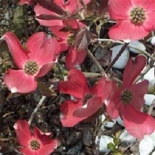 Afbeelding bij Veelbloemige kornoelje - Cornus florida 'Royal Red' 