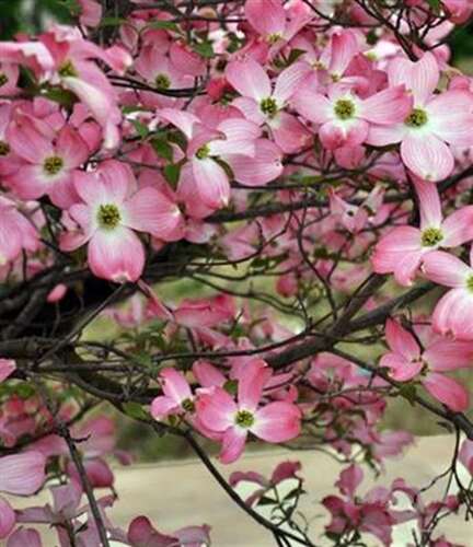 Afbeelding bij Veelbloemige kornoelje - Cornus florida &#039;Rubra&#039; 