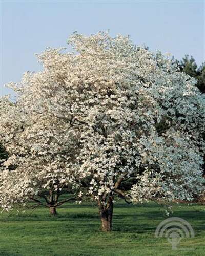 Afbeelding bij Veelbloemige kornoelje - Cornus florida &#039;White Cloud&#039; 
