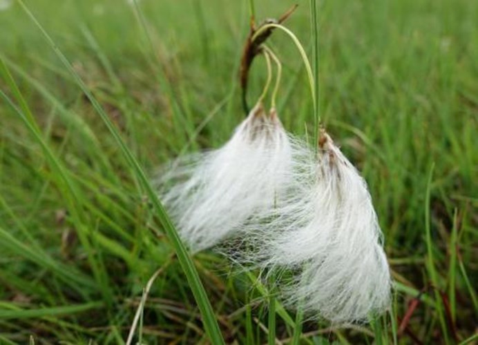 Afbeelding bij Veenpluis - Eriophorum angustifolium