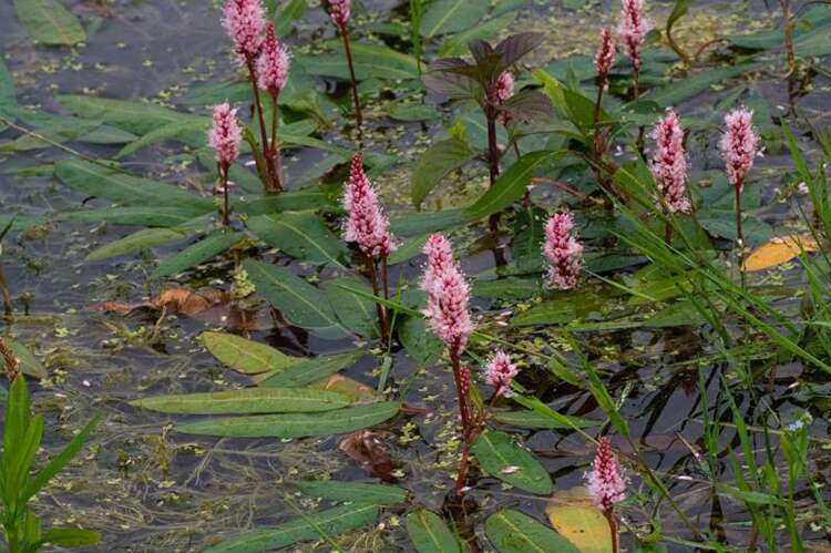 Afbeelding bij Veenwortel - Persicaria amphibia