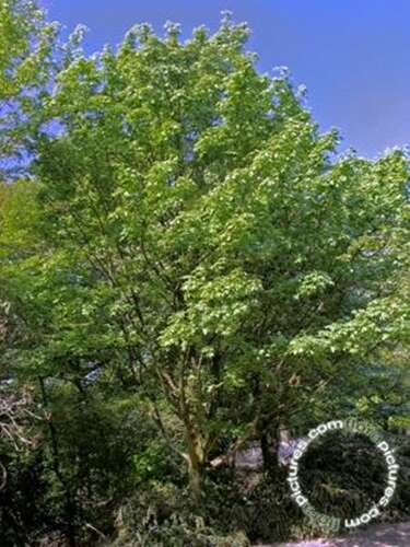 Afbeelding bij Veldesdoorn - Spaanse aak - Acer campestre