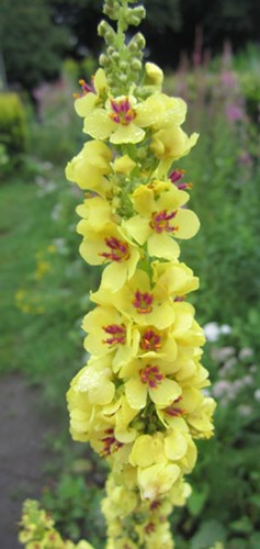 Afbeelding bij Verbascum / Toorts