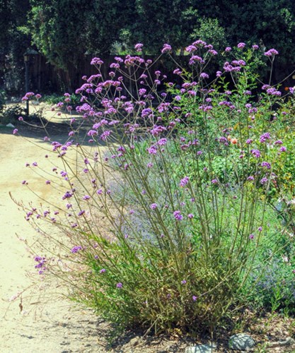 Afbeelding bij Verbena / IJzerhard (algemeen voor de soort)