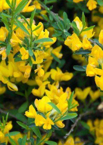 Afbeelding bij Verfbrem - Genista Tinctoria 'Plena'