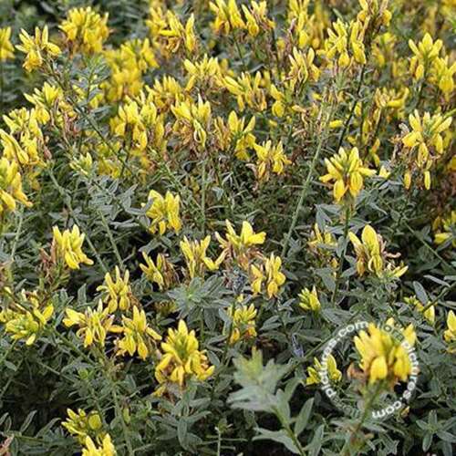 Afbeelding bij Verfbrem - Genista Tinctoria 'Royal Gold' 