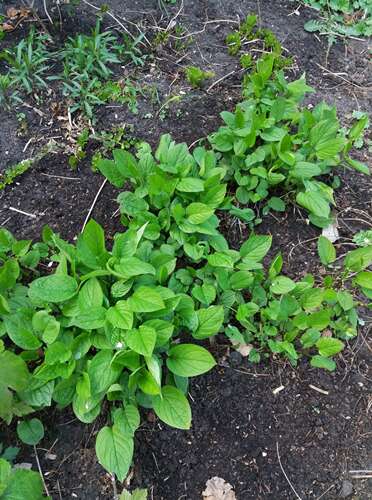 Afbeelding bij Vergeet me nietjes komen niet in bloei