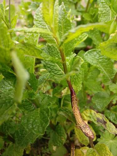 Afbeelding bij Vergroeiing op muntplant