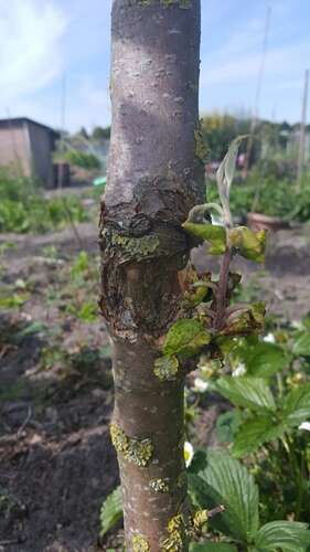Afbeelding bij Vergroeiing stam appelboom