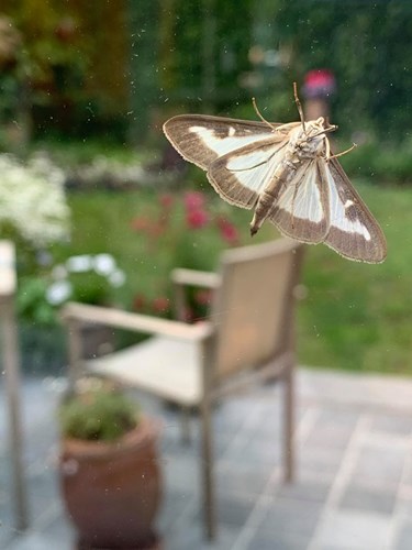 Afbeelding bij Verspreidingsgebied Buxusrups in snel tempo uitgebreid