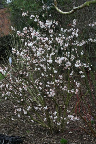 Afbeelding bij Viburnum bodnantense dawn / Winter sneeuwbal