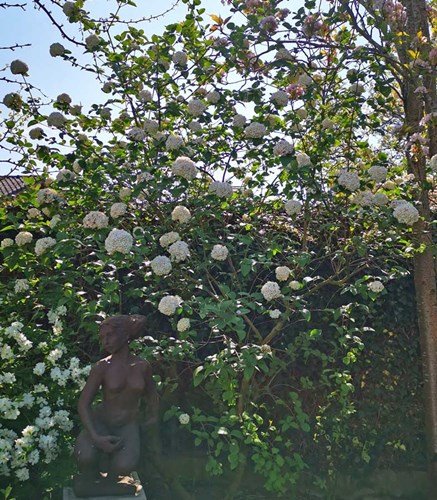 Afbeelding bij Viburnum Carlcephalum / Sneeuwbal