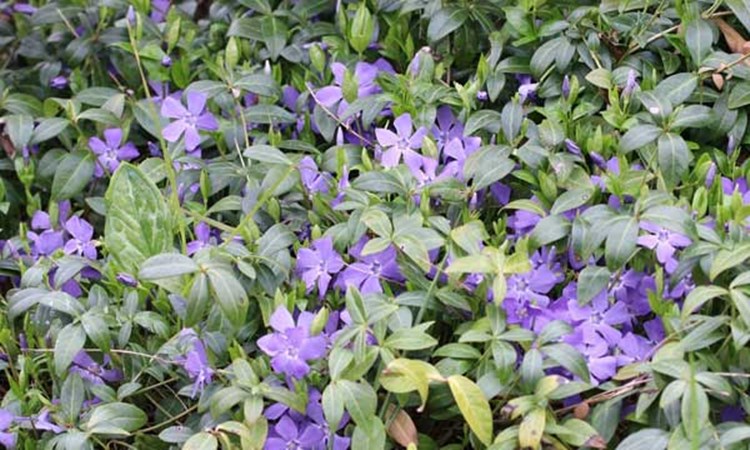 Afbeelding bij Vinca / Maagdenpalm (algemeen voor de soort)