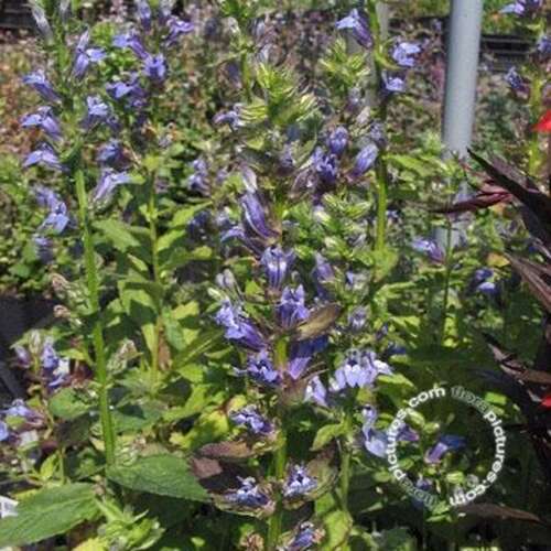 Afbeelding bij Virginische lobelia - Lobelia siphilitica 
