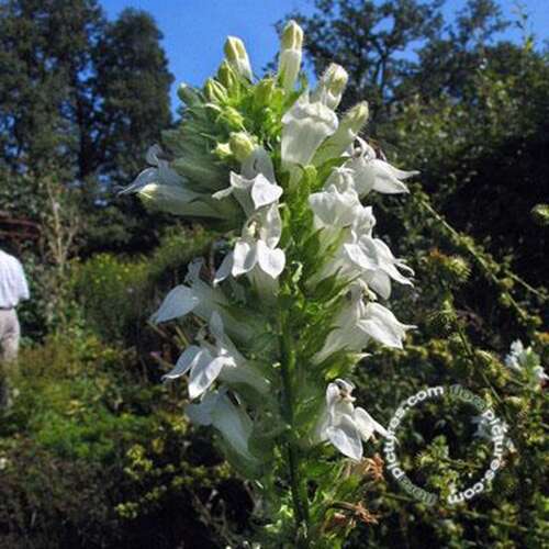 Afbeelding bij Virginische Lobelia - Lobelia siphilitica 'Alba' 