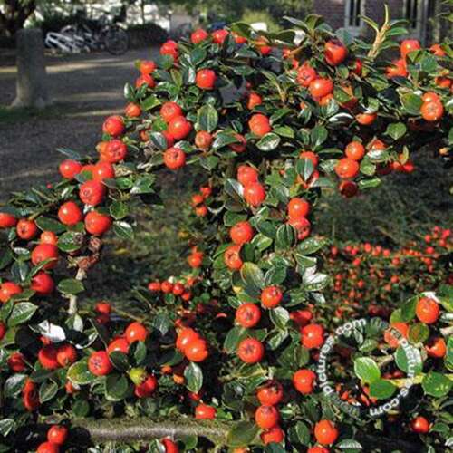 Afbeelding bij Vlakke dwergmispel - Cotoneaster horizontalis 