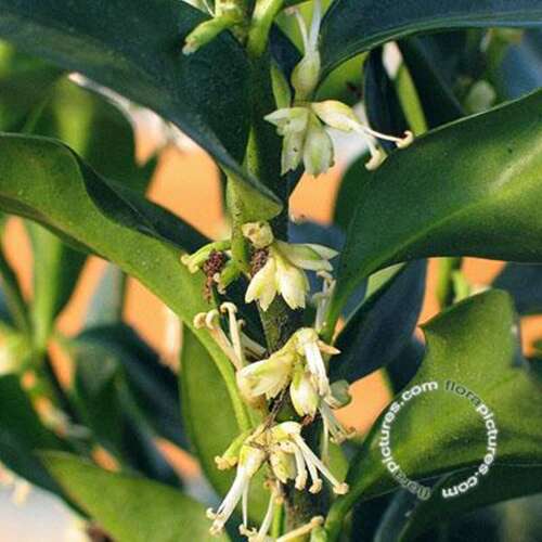 Afbeelding bij Vleesbes - Sarcococca confusa - 