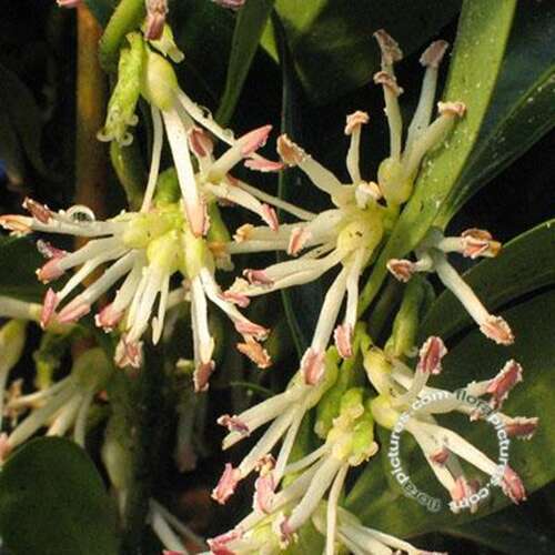 Afbeelding bij Vleesbes - Sarcococca hookeriana var. 'Humilis' 