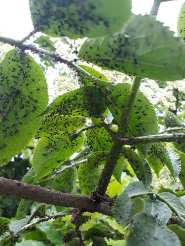 Afbeelding bij Vlierstruik zit onder kleine zwarte vliegjes