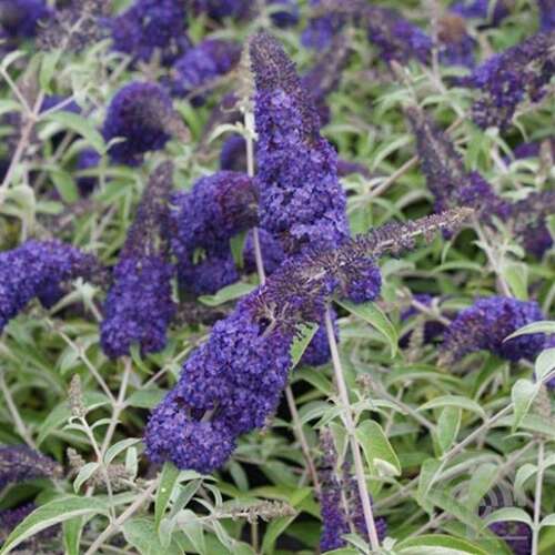 Afbeelding bij Vlinderstruik - Buddleja dav. &#039;Adonis Blue&#039; ® 