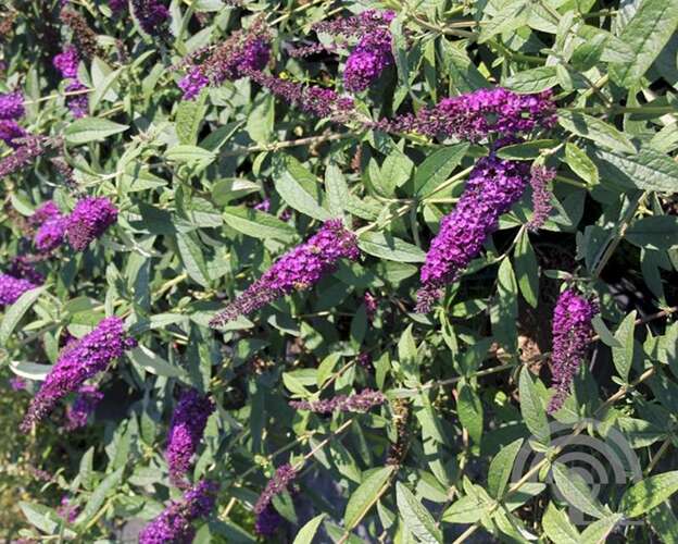 Afbeelding bij Vlinderstruik - Buddleja dav. &#039;African Queen&#039; 