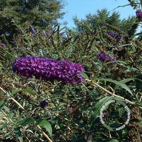 Afbeelding bij Vlinderstruik - Buddleja dav. &#039;Black Knight&#039; 