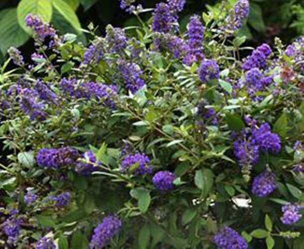 Afbeelding bij Vlinderstruik - Buddleja dav. &#039;Blue Chip&#039;® 