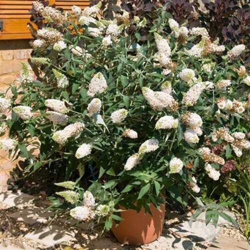 Afbeelding bij Vlinderstruik - Buddleja dav. &#039;Buzz Ivory&#039; 