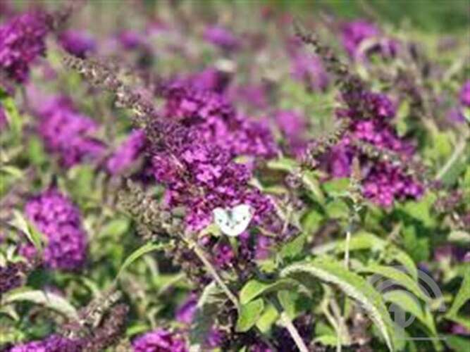 Afbeelding bij Vlinderstruik - Buddleja dav. &#039;Buzz Pink Purple&#039;