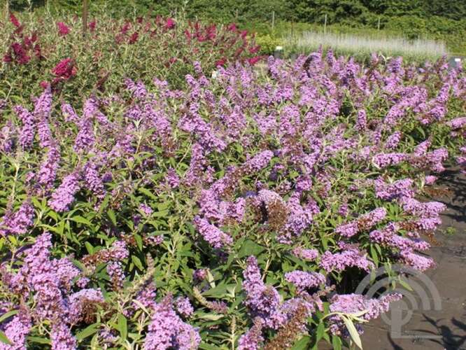 Afbeelding bij Vlinderstruik - Buddleja dav. 'Buzz Violet'