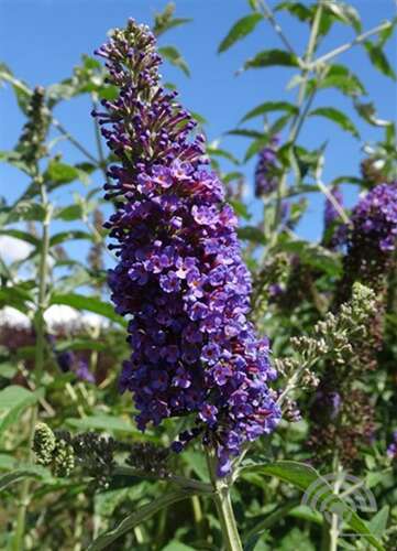Afbeelding bij Vlinderstruik - Buddleja dav. &#039;Empire Blue&#039; 
