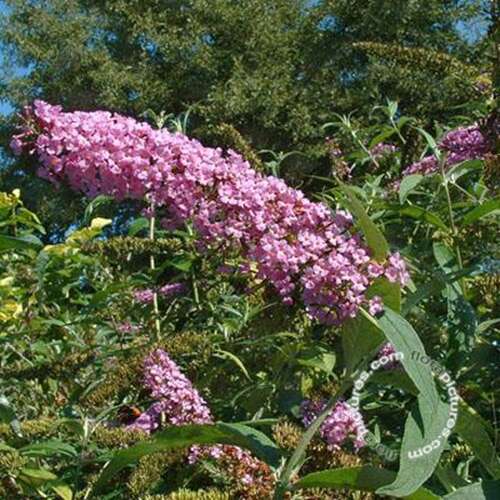 Afbeelding bij Vlinderstruik - Buddleja dav. 'Fascinating'