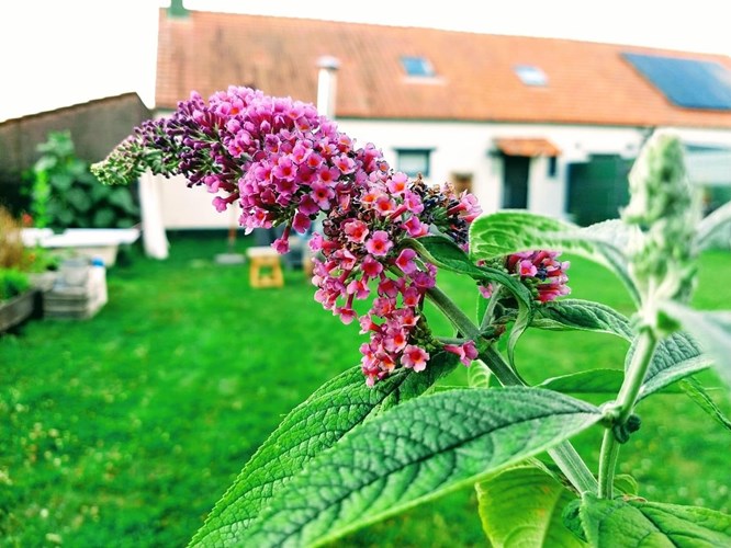 Afbeelding bij Vlinderstruik - Buddleja dav. 'Flower Power'