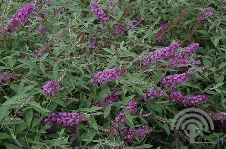 Afbeelding bij Vlinderstruik - Buddleja dav. Free Petite ® 'Dark Pink'
