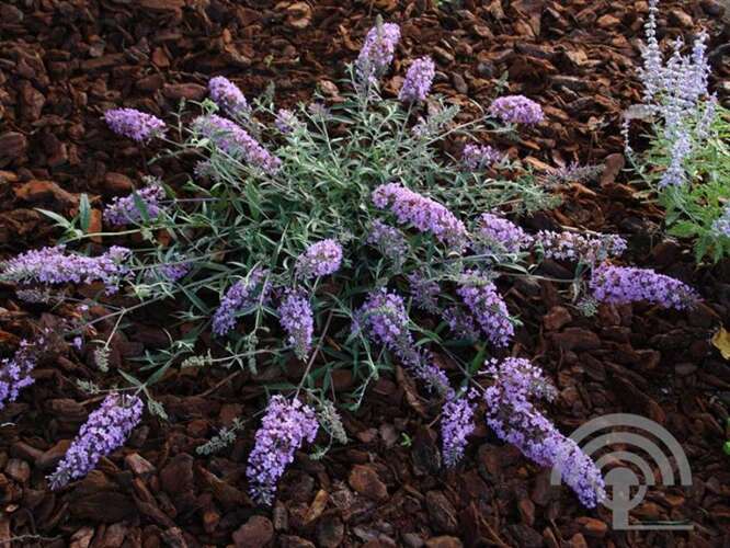 Afbeelding bij Vlinderstruik - Buddleja dav. Free Petite® 'Lavender Flow' 
