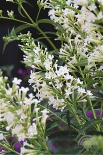 Afbeelding bij Vlinderstruik - Buddleja dav. Free Petite® 'Snow White'