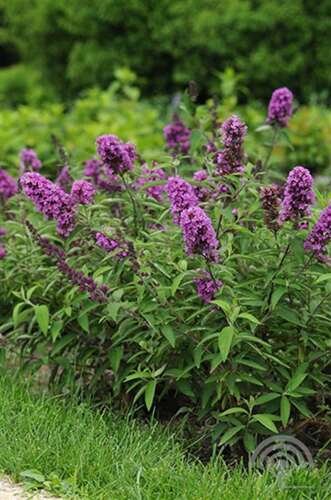 Afbeelding bij Vlinderstruik - Buddleja dav. Free Petite® &#039;Tutti Frutti&#039; 