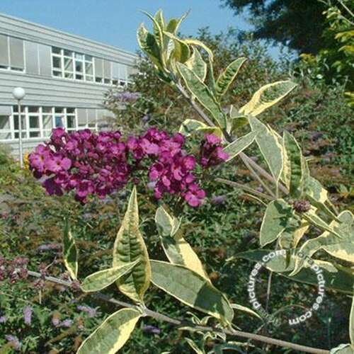 Afbeelding bij Vlinderstruik - Buddleja dav. 'Harlequin'