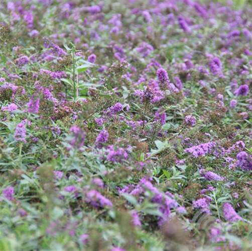 Afbeelding bij Vlinderstruik - Buddleja dav. 'Lilac Chip' 